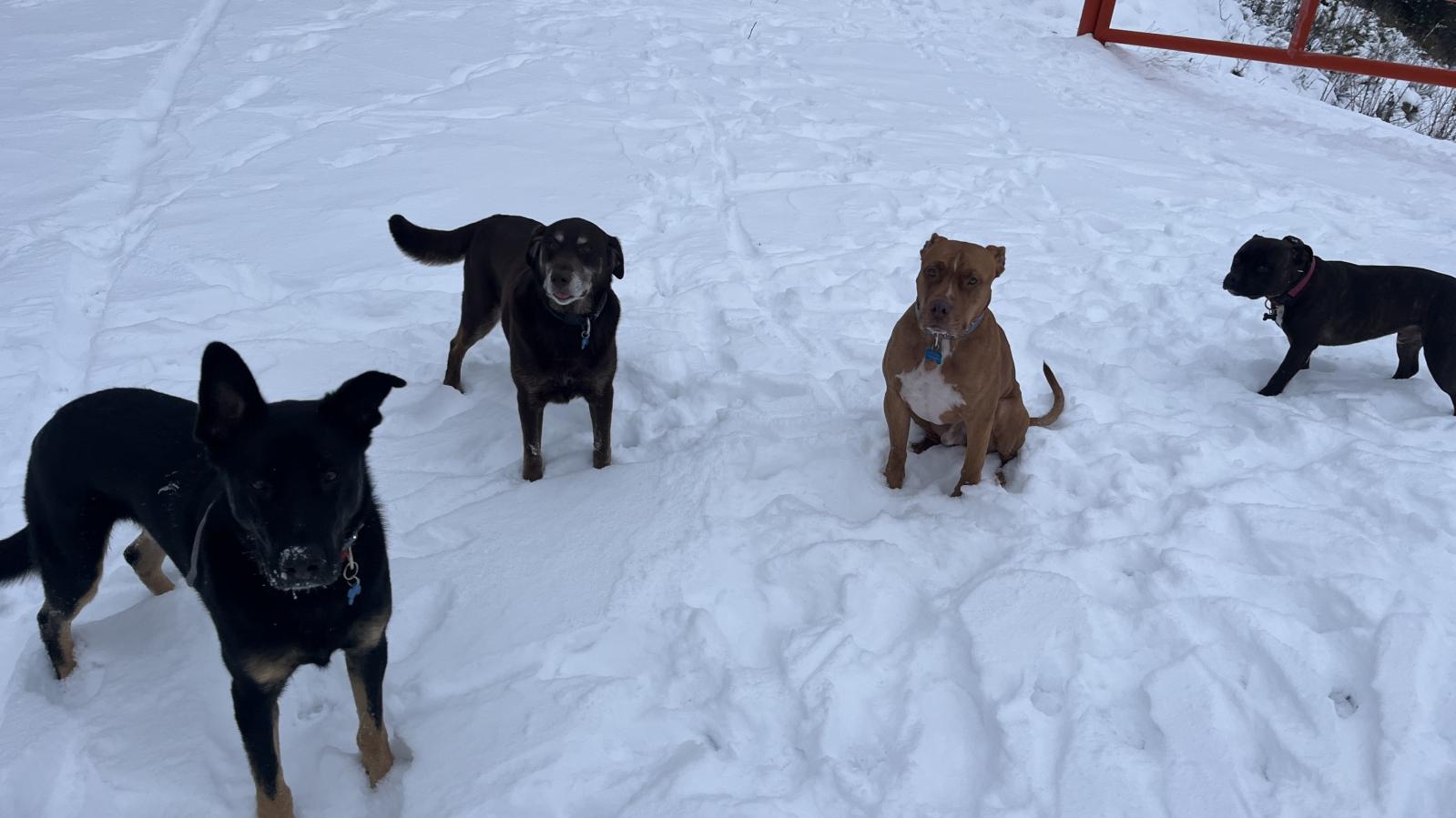 Off-leash dogs in the snow