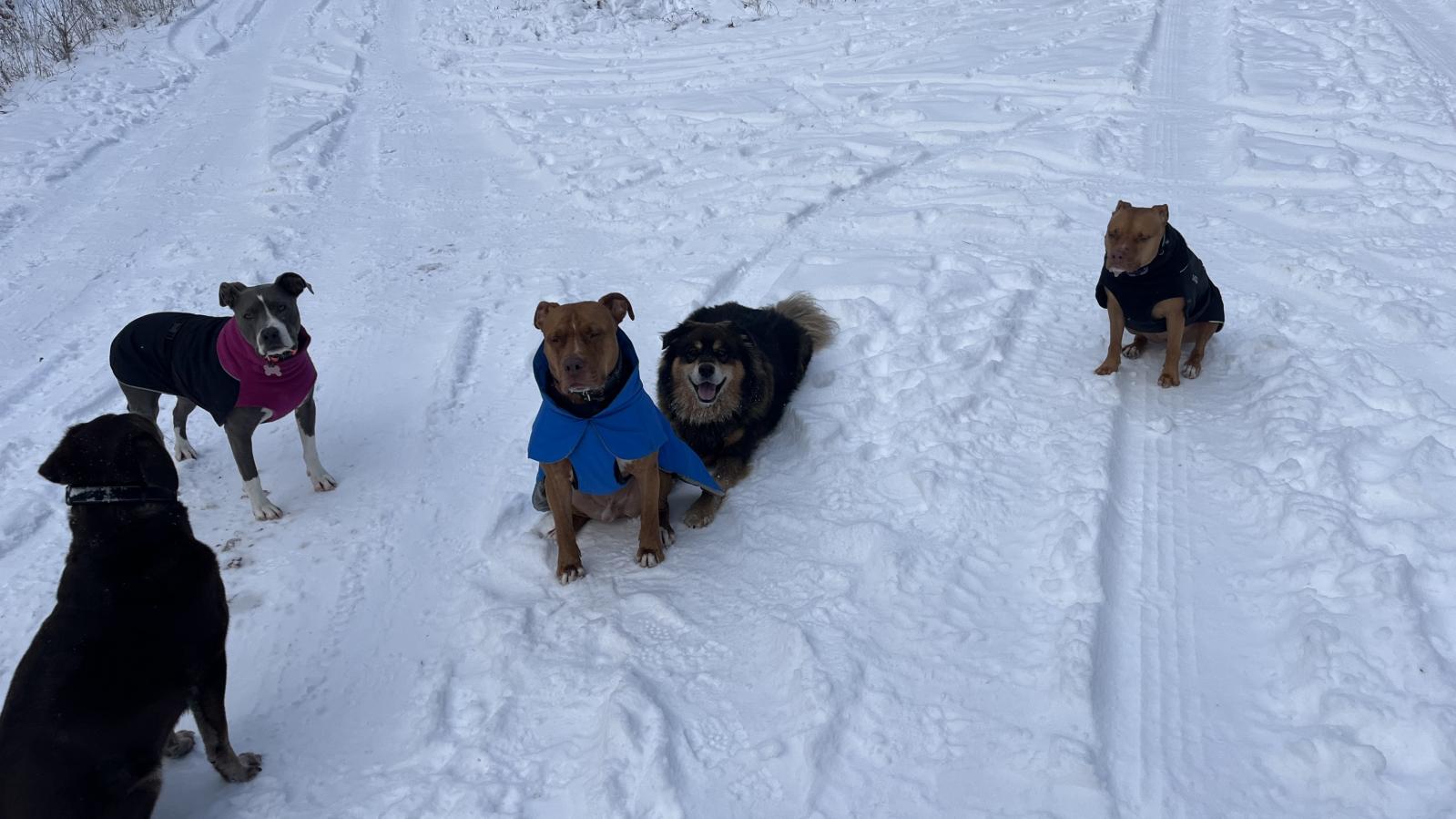 Off-leash dogs in the snow